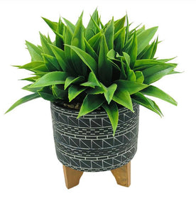 Planter with plant